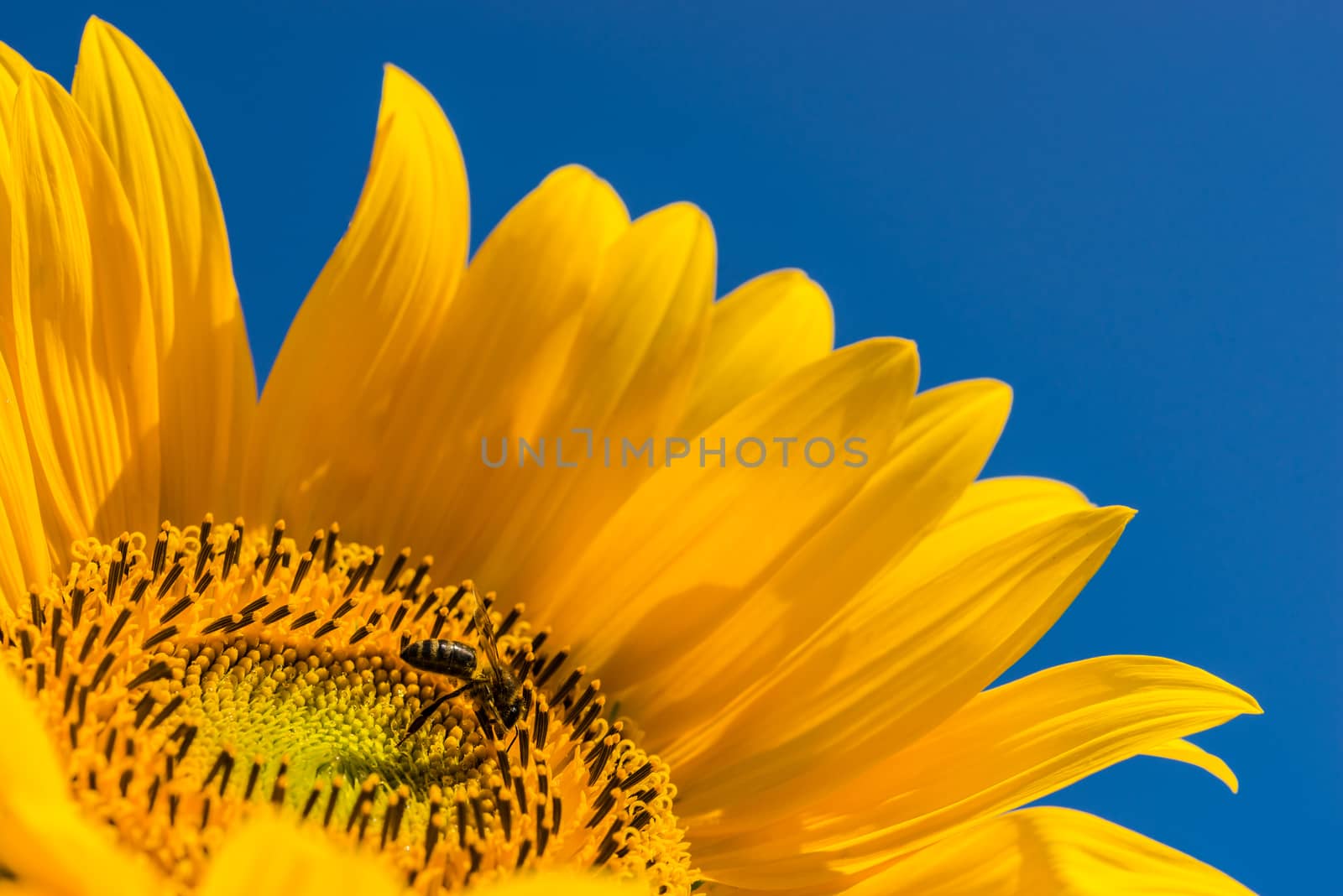 Sunflower with insect and sunny blue sky background by Vulcano