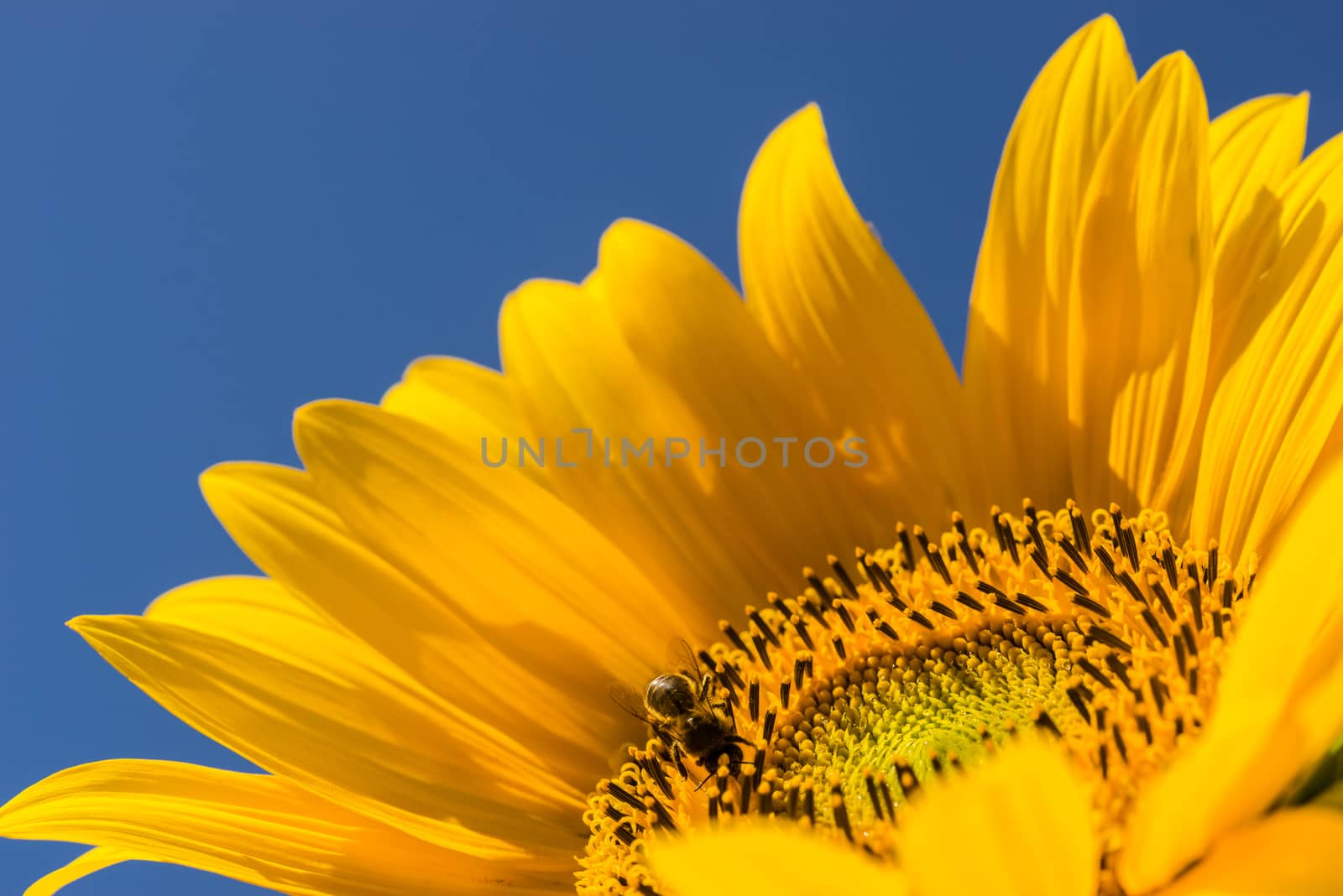 Yellow Sunflower with insect and sunny blue sky background by Vulcano