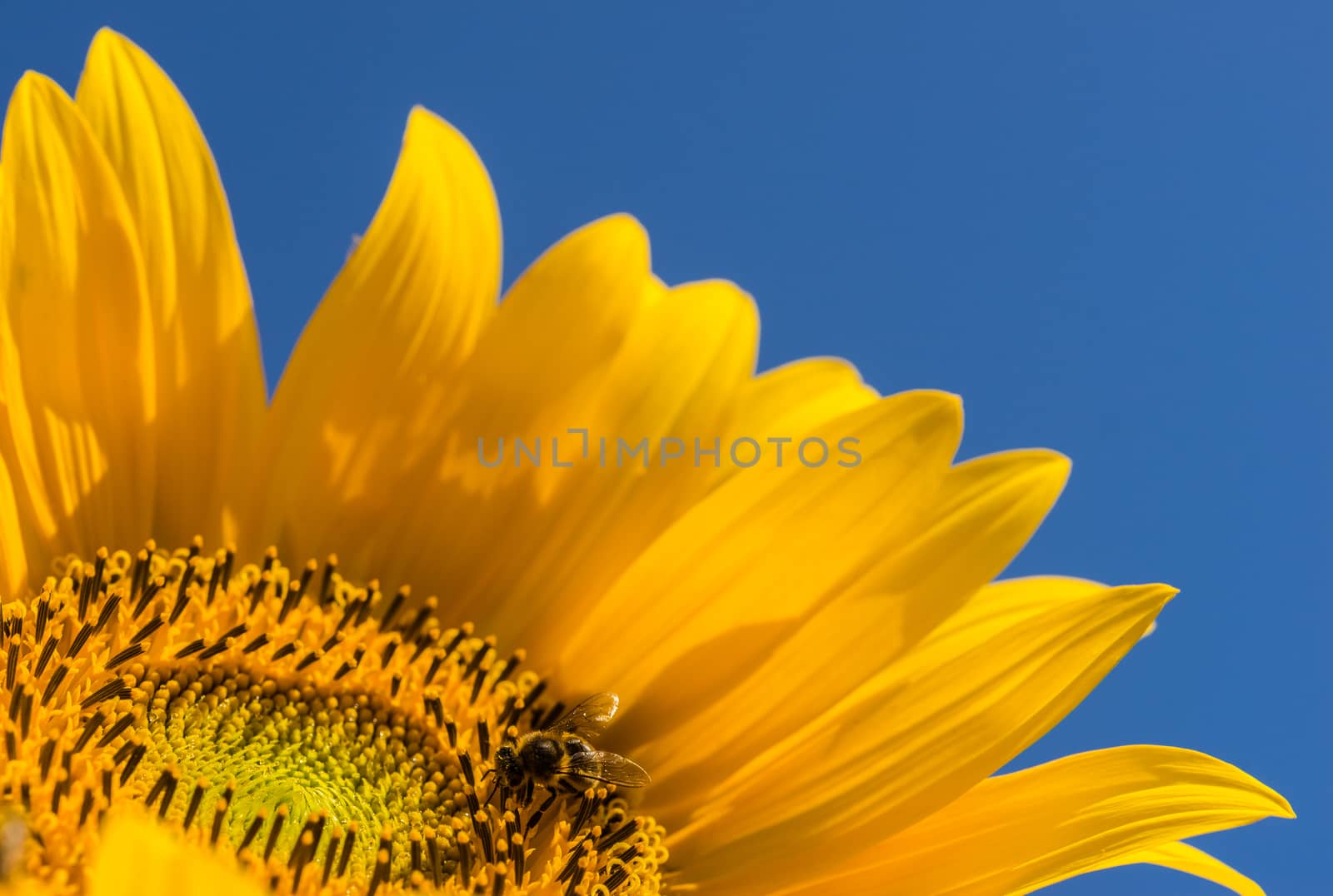 Beautiful yellow flower with bee and sunny blue sky background by Vulcano