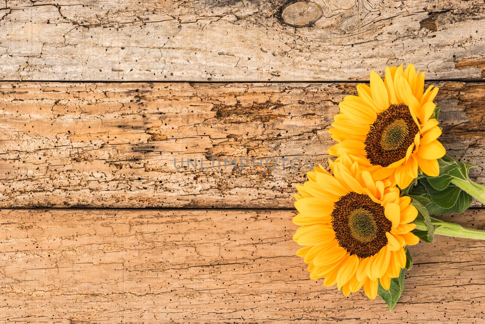 Yellow flowers background with beautiful sunflowers on wood with copy space