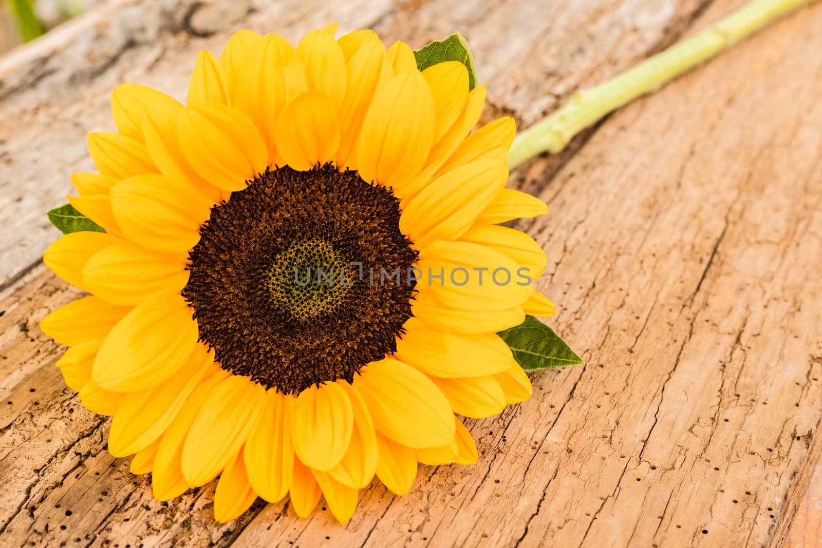 Yellow flower background of one beautiful sunflower on rustic wood by Vulcano