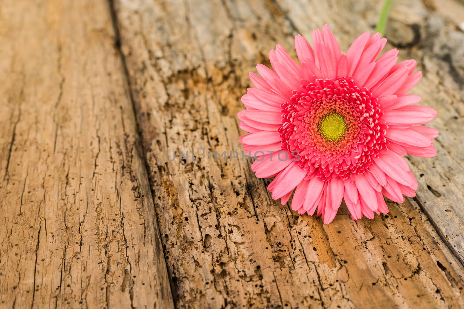 Romantic pink gerbera daisy on old wood with copy space