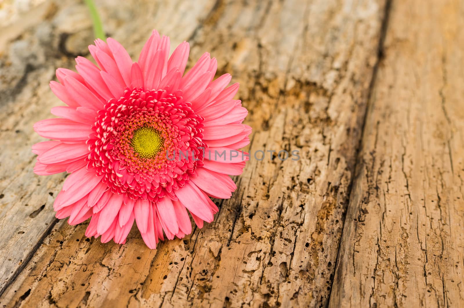 One flower of pink gerbera daisy on rustic wooden background with copy spac