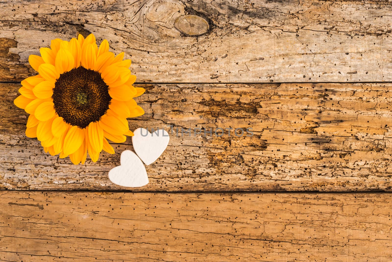 Beautiful yellow sunflower with romantic hearts decoration on old wooden background