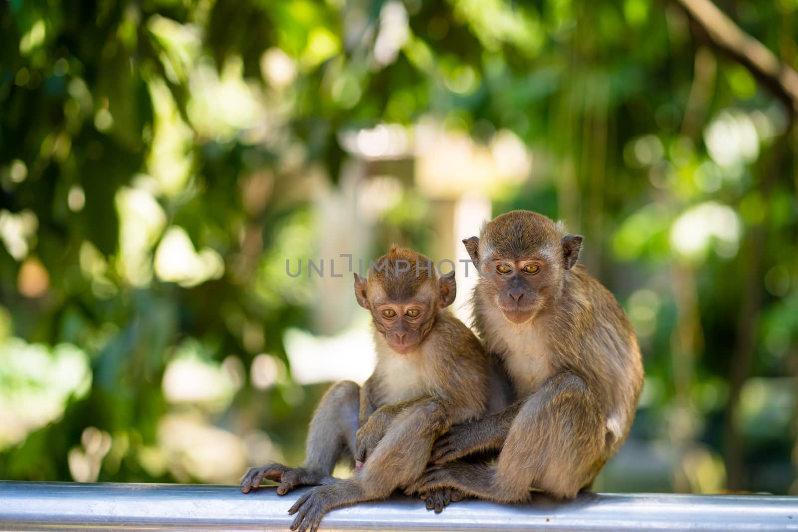 Two little monkeys hug while sitting on a fence by Try_my_best