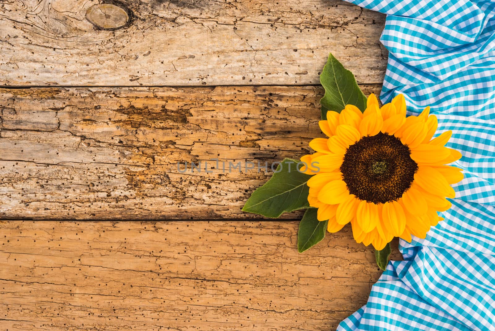 Oktoberfest background with blue white pattern and yellow autumn flower