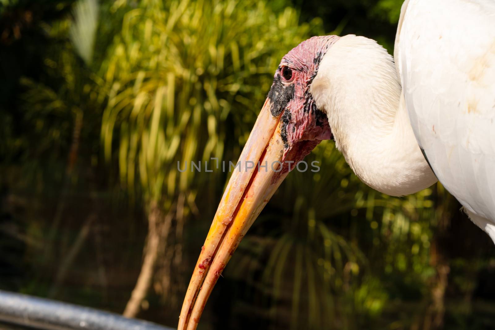 Portrait of milk stork on a fence by Try_my_best
