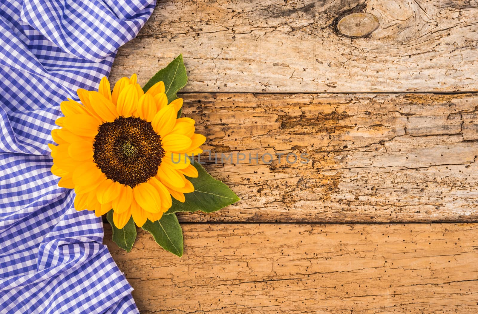 Oktoberfest background with blue white pattern and yellow autumn flower