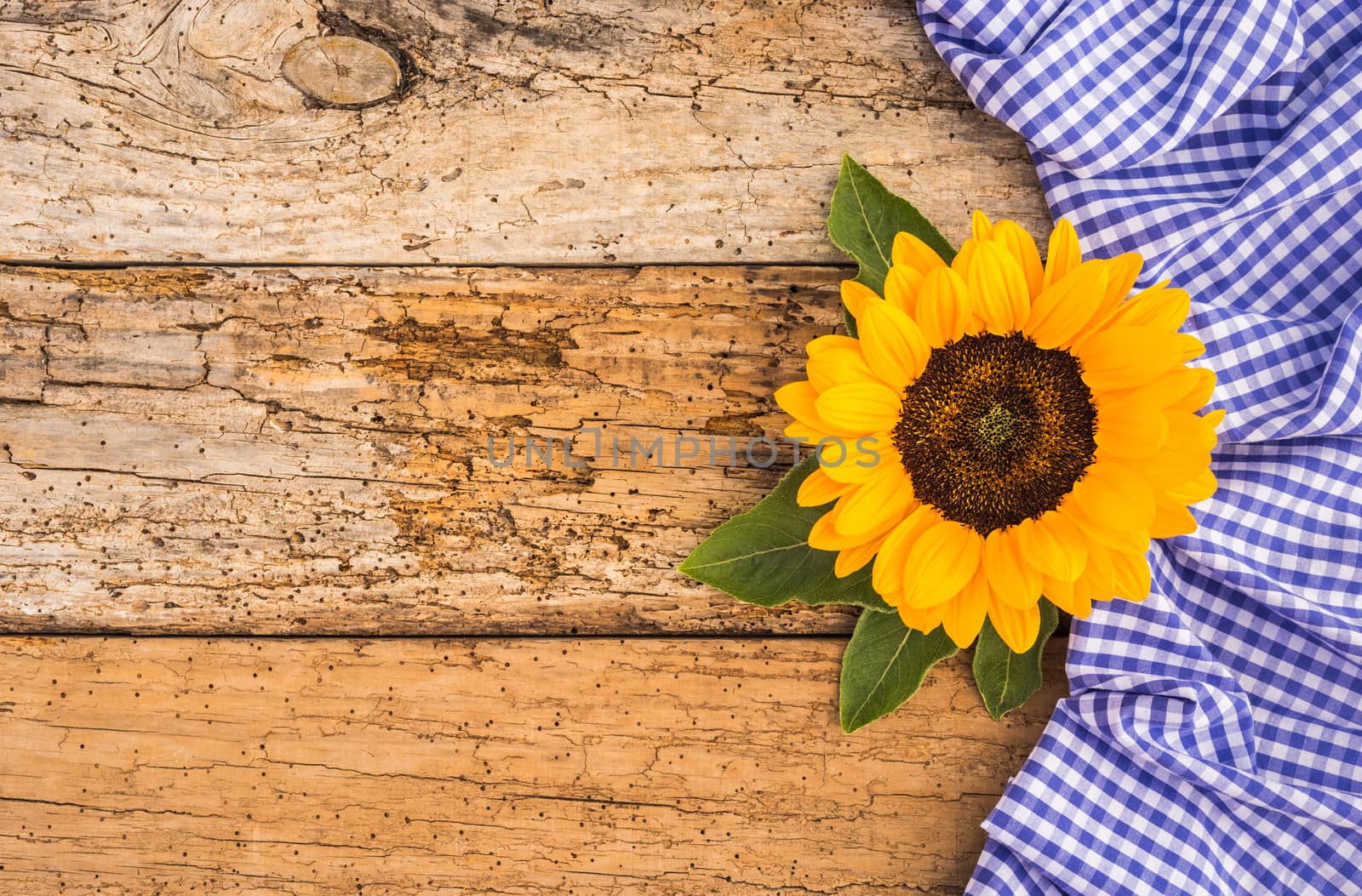 Oktoberfest background with bavarian blue white pattern and autumn sunflower decoration