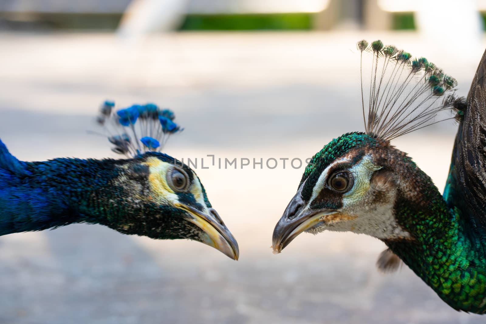 Close-up, a pair of peacocks male and female. Look at each other.