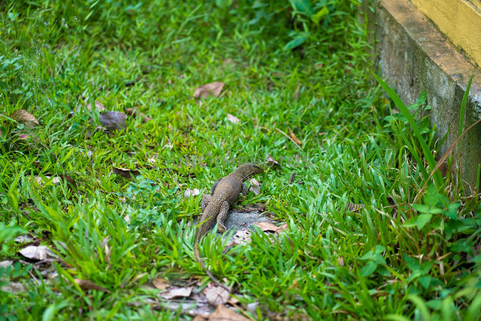 Komodo lizard walks on the lawn in the park.