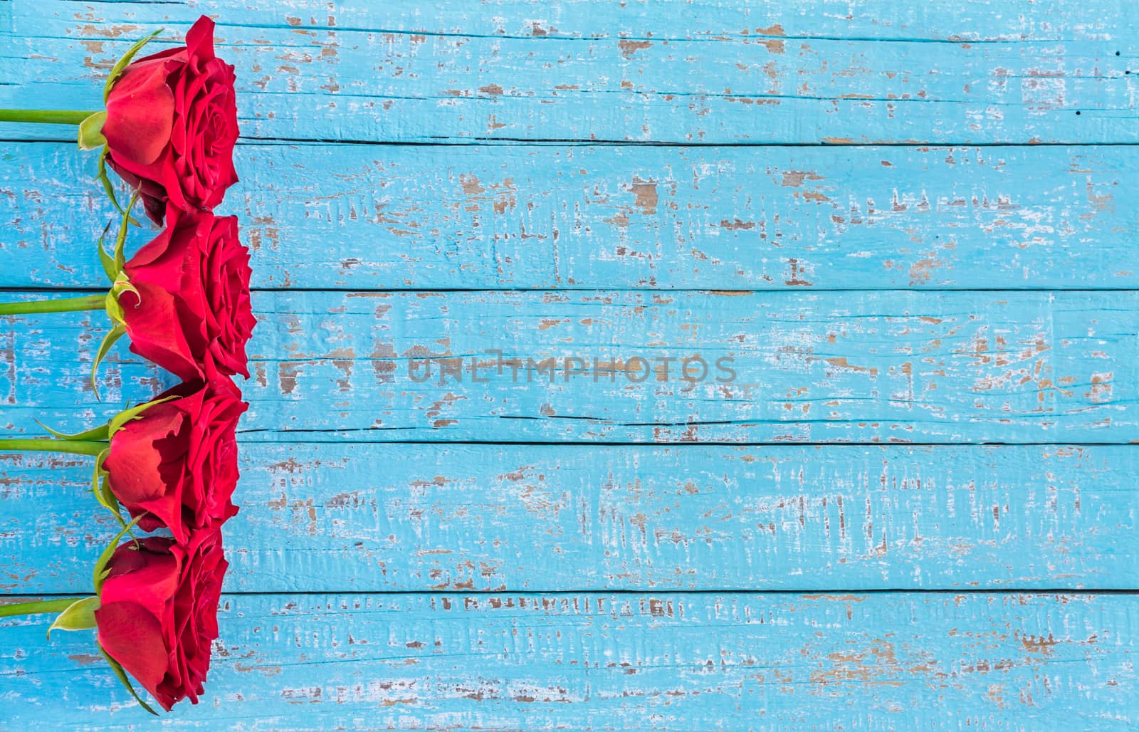 Red roses frame on blue wood, romantic flower background for Valentine day