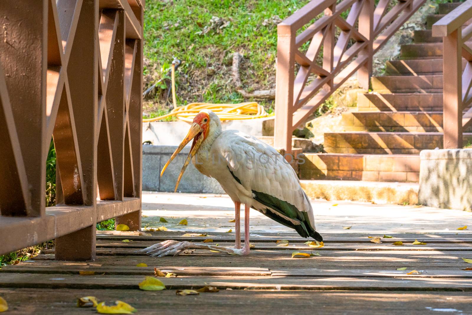A milk stork sits on the ground with an open beak. Hot day.