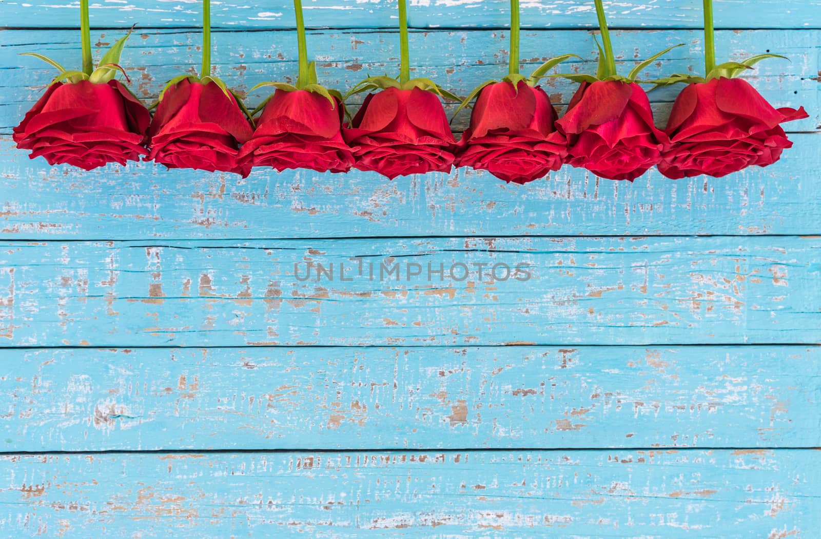 Romantic red roses frame on blue wooden background for Valentine day