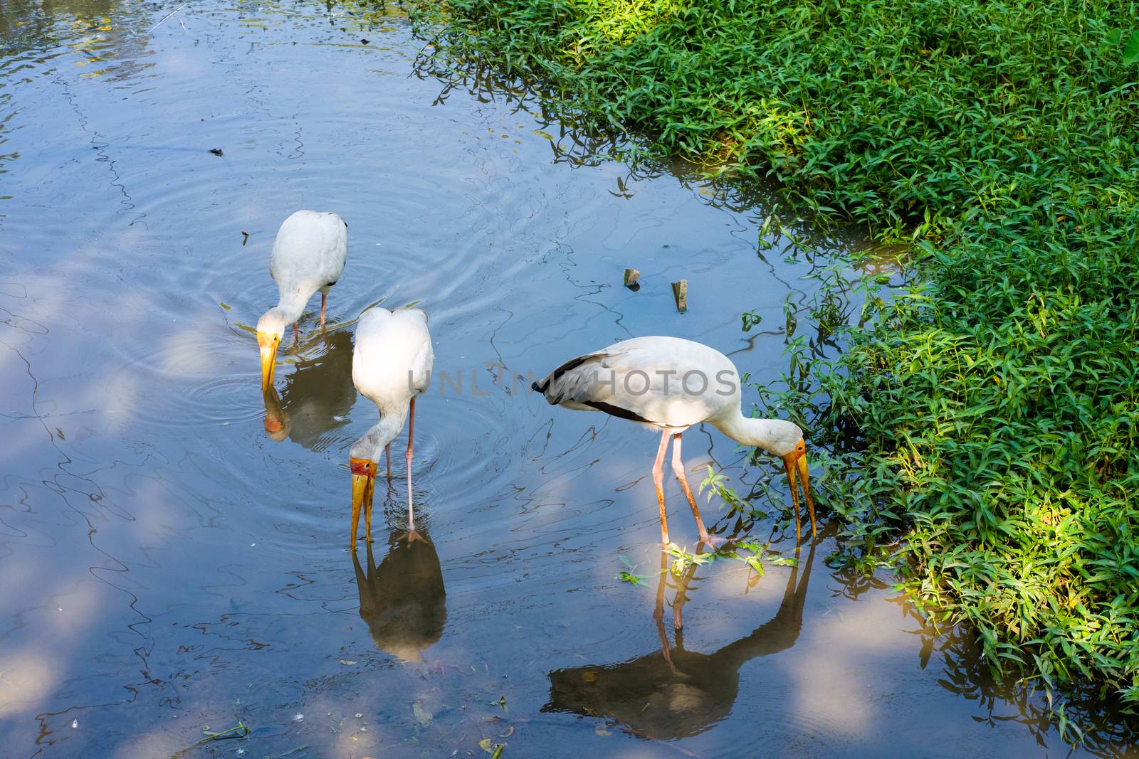 A flock of milk stork is hunting in a pond. Looking for fish by Try_my_best