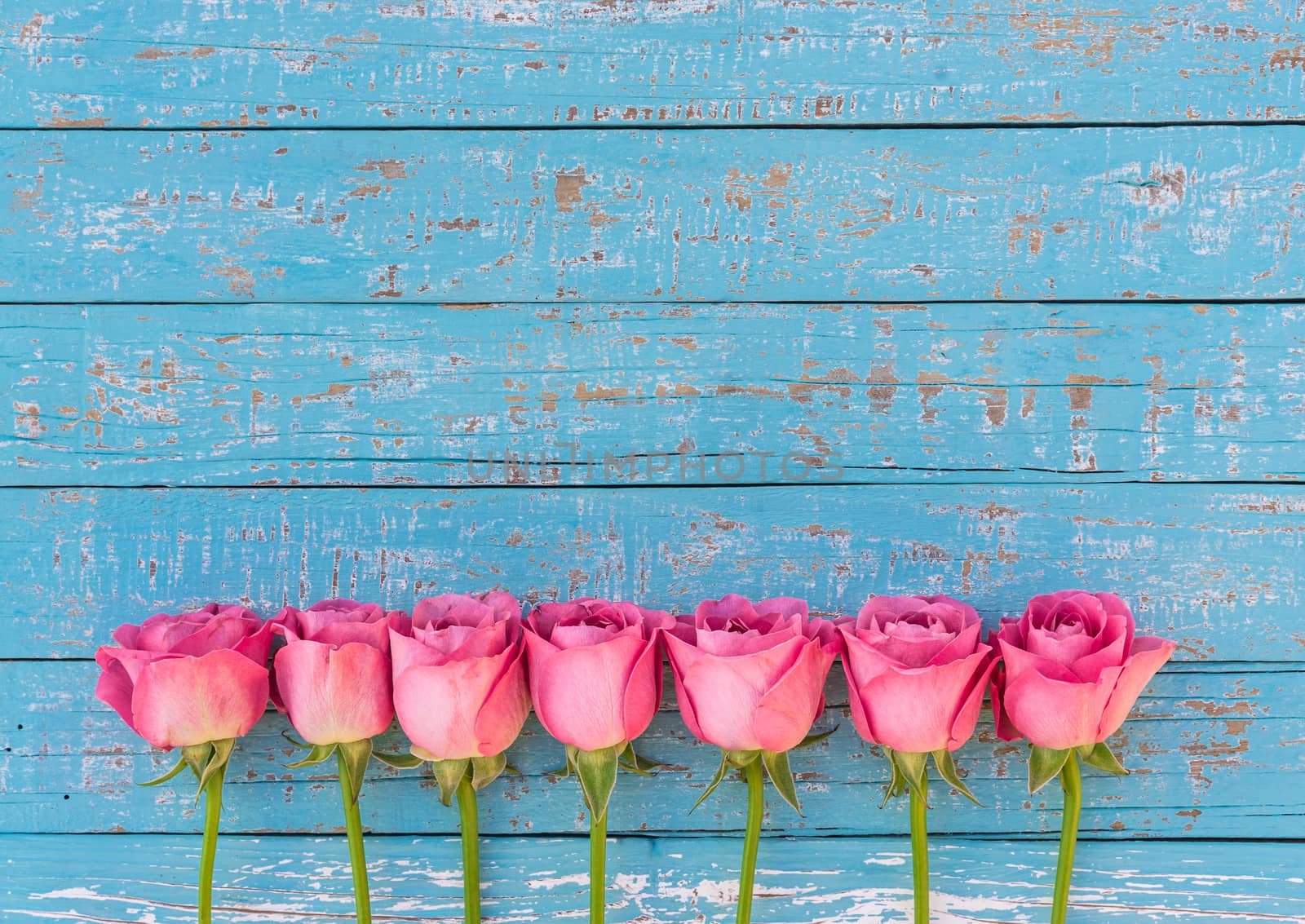 Romantic pink rose flowers border on blue wood with copy space