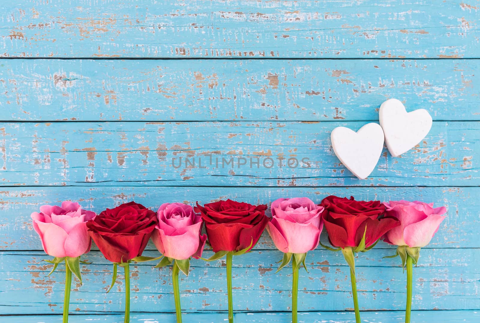 Red and pink roses border with two love hearts on blue wooden background with copy space