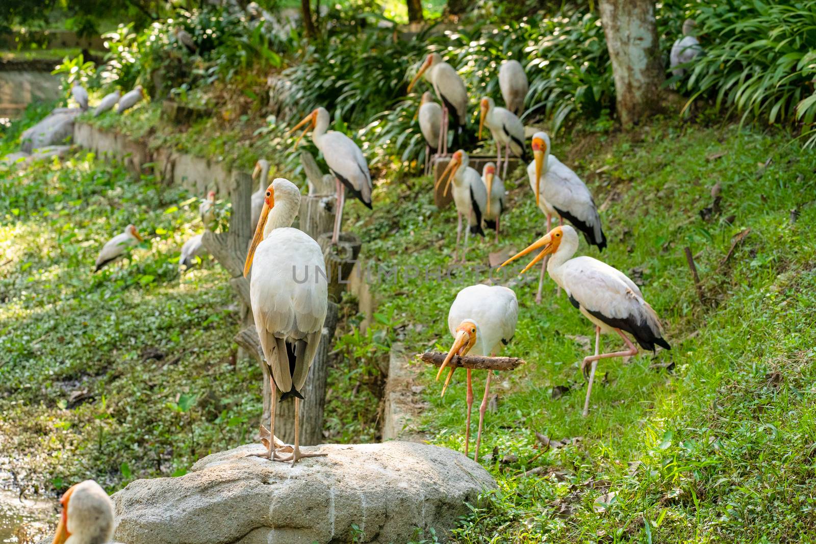 A flock of milk storks sits on a green lawn in a park.