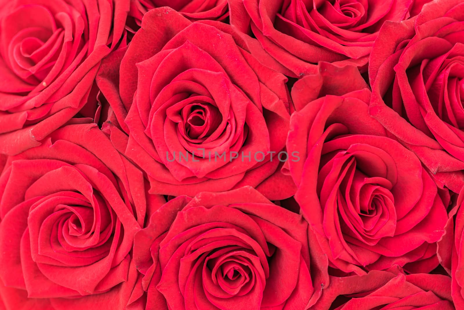 Close-up of red rose flowers, romantic floral background
