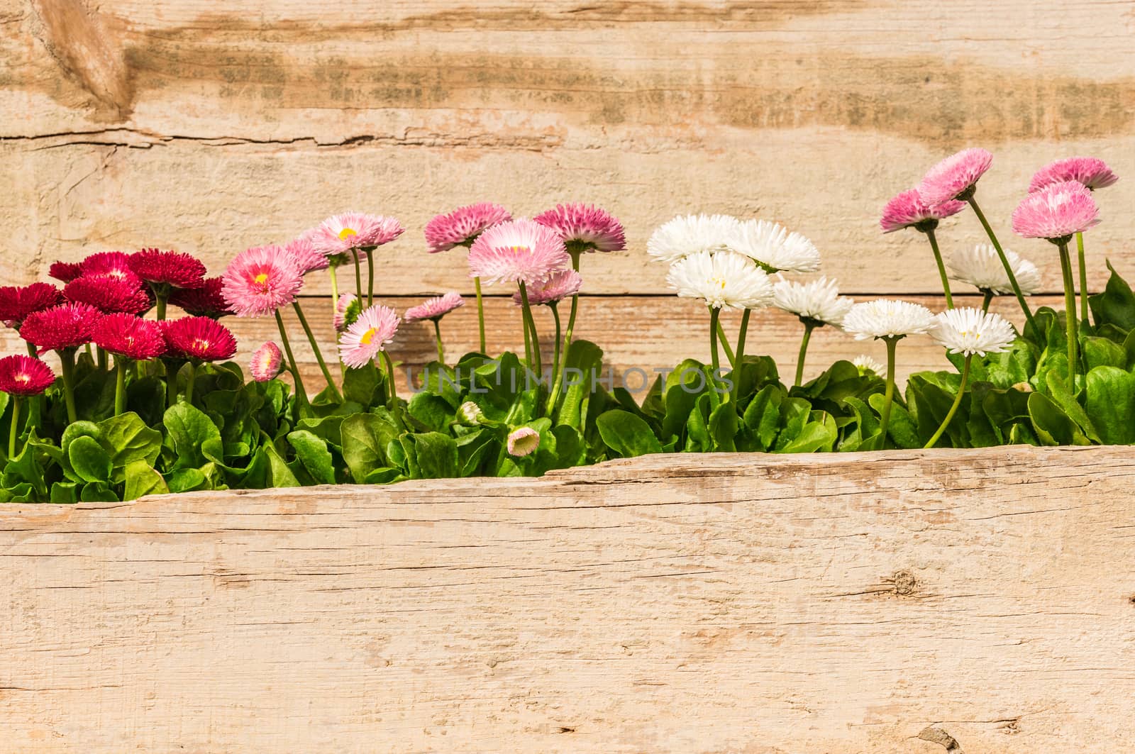 Beautiful fresh daisy flowers with wooden background and copy space