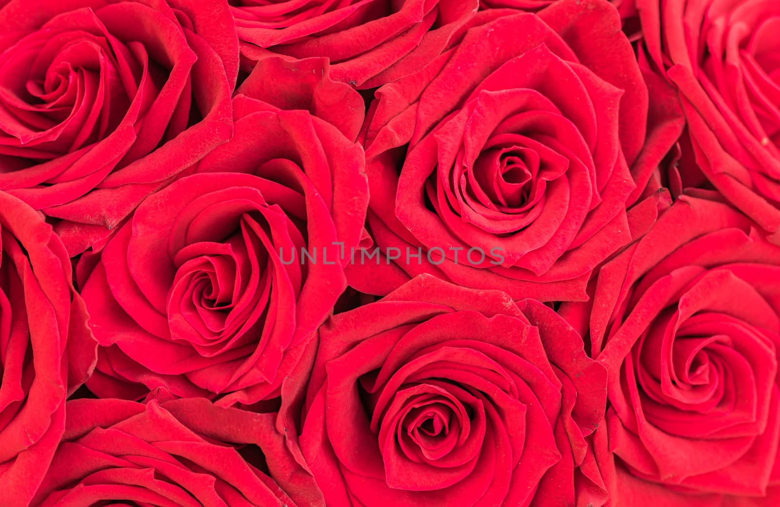 Romantic rose flowers background, close-up