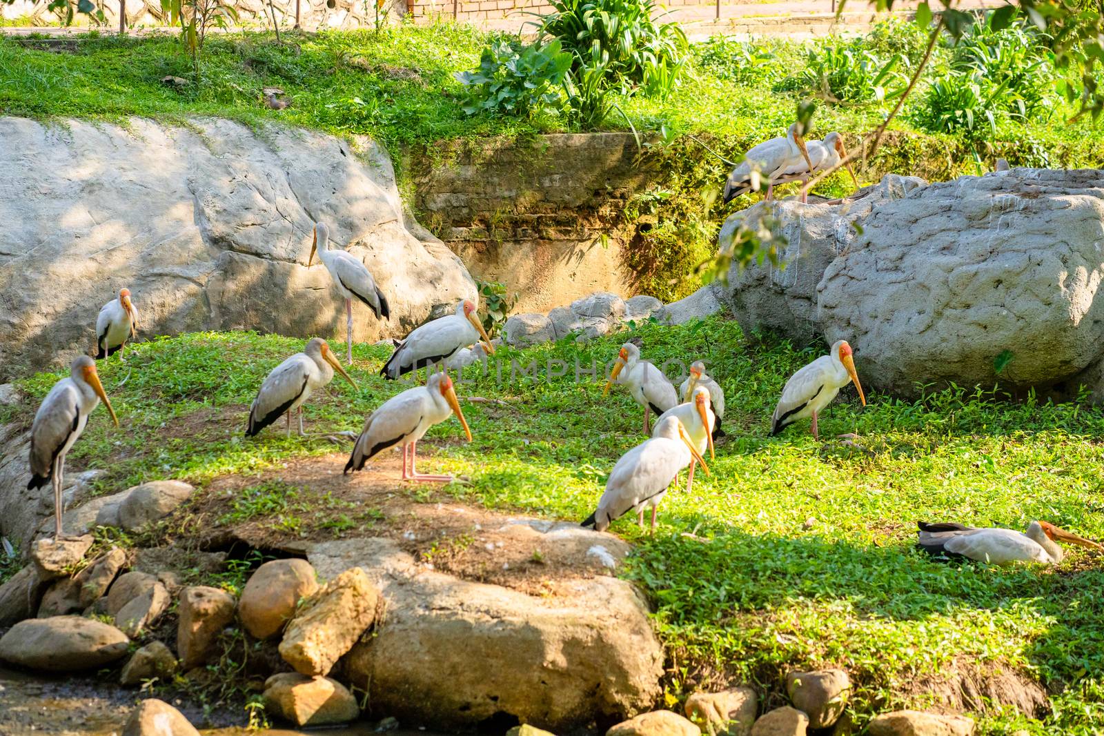 A flock of milk storks sits on a green lawn in a park.