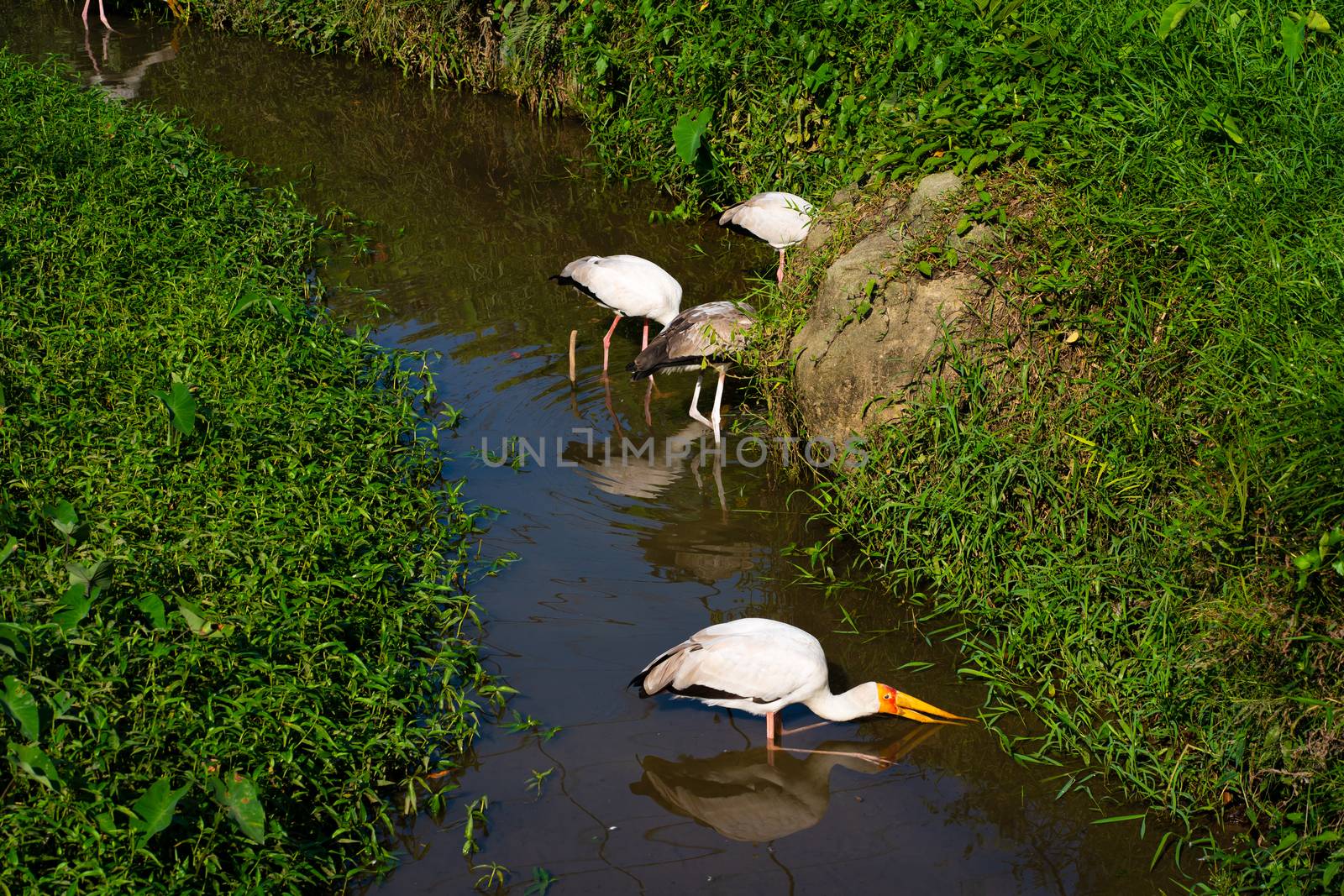 A flock of milk stork is hunting in a pond. Looking for fish.