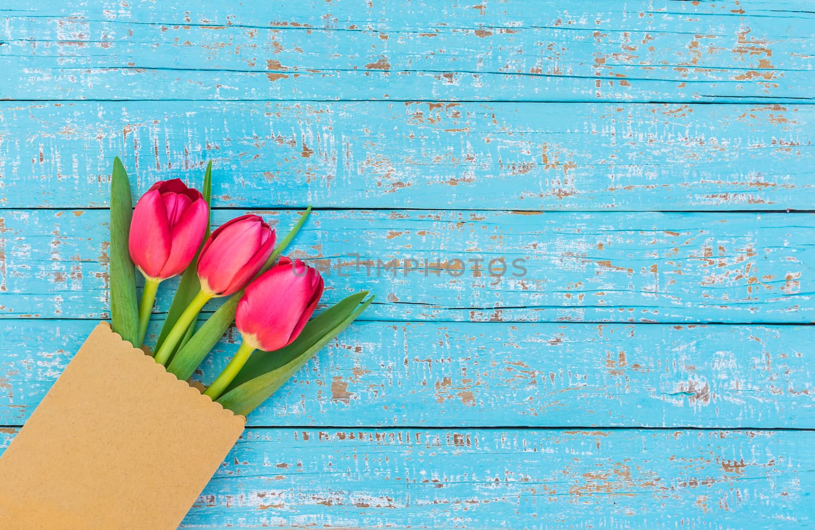Red tulip spring flowers on blue wooden background with copy space