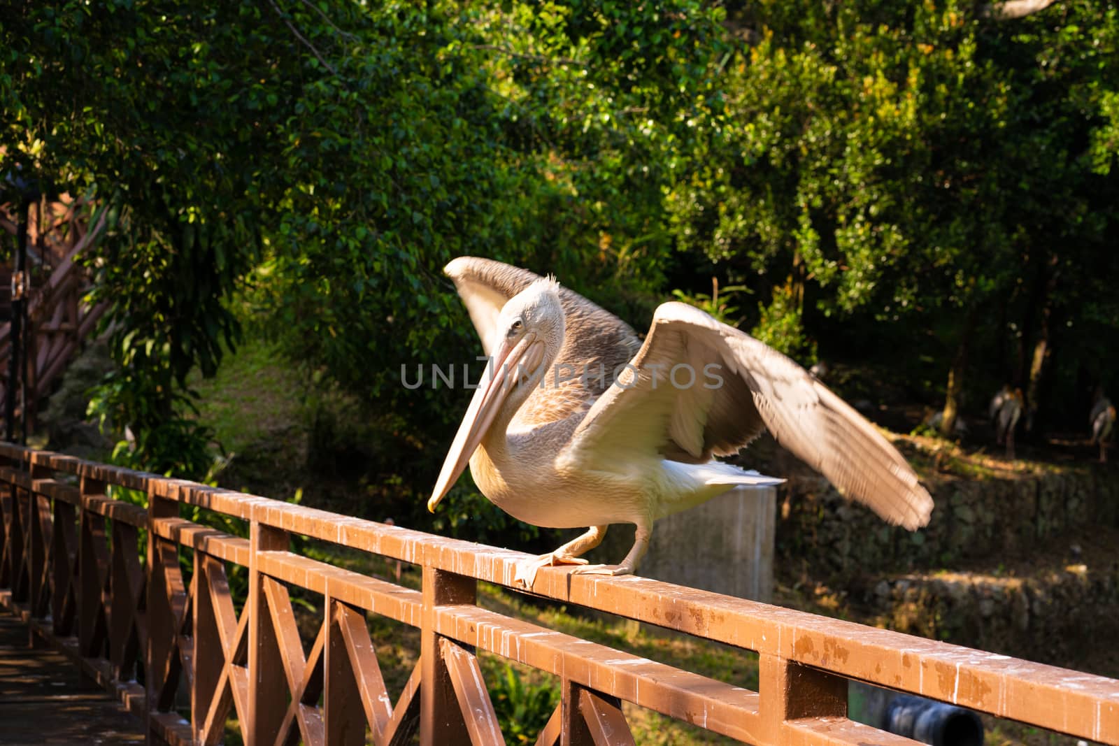 The white pelican that lives in the bird park sits on the railing of the bridge.