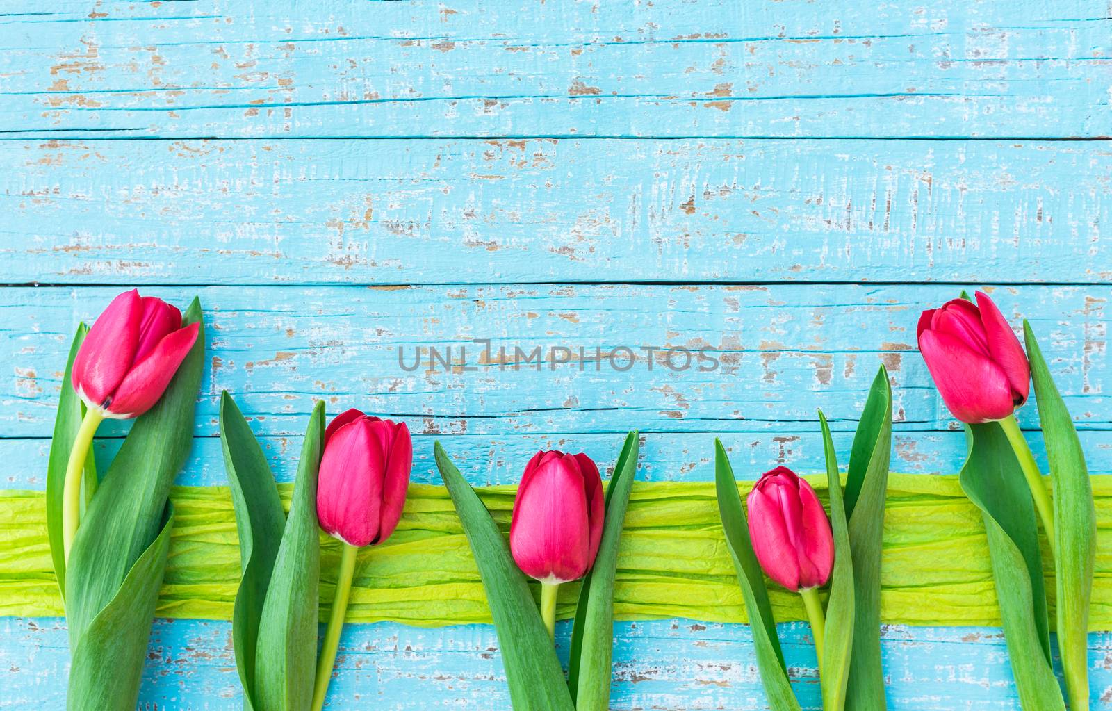 Red tulip flowers on blue wooden background with copy space