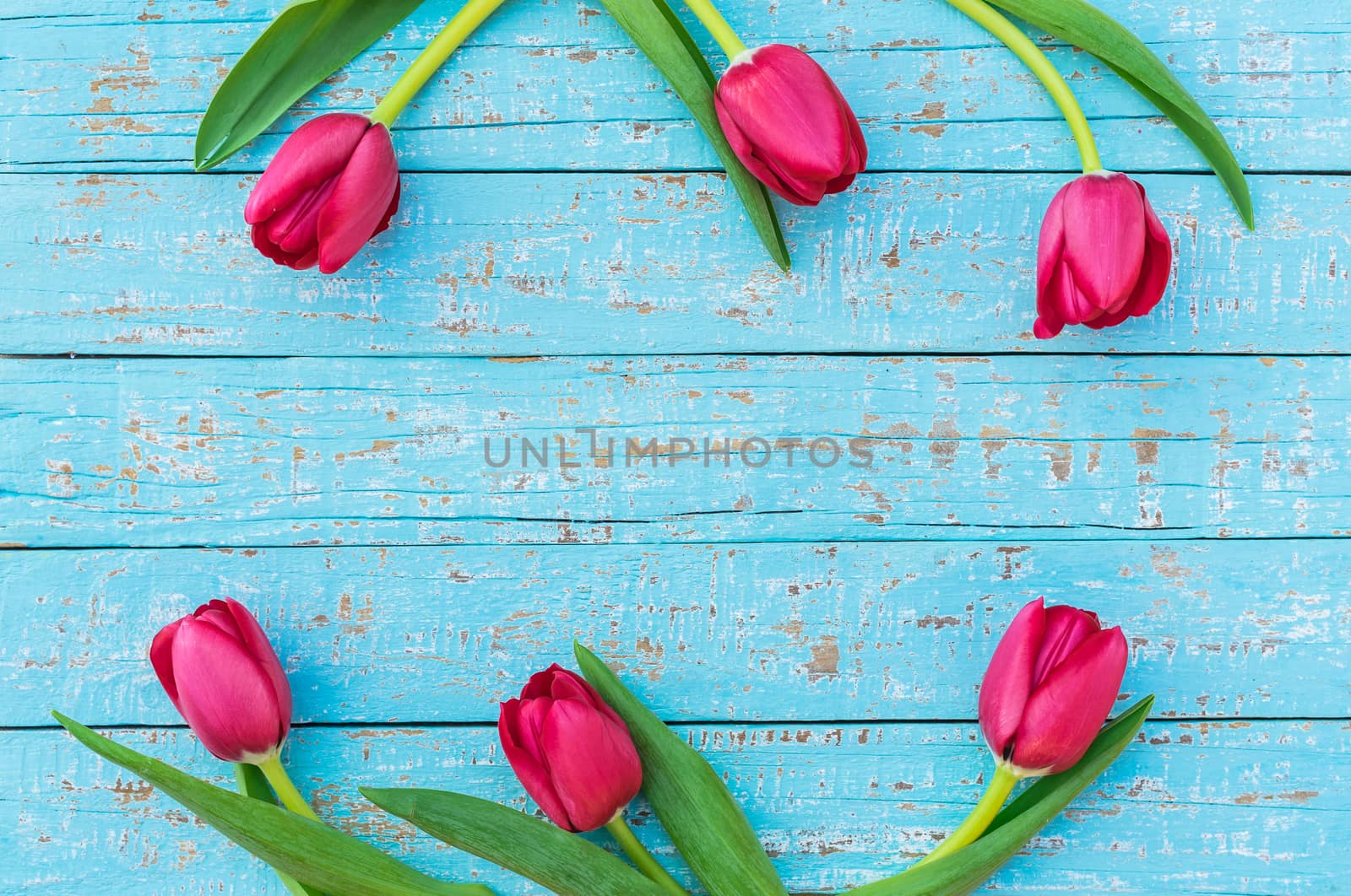 Frame of red tulips on turquoise wooden background with copy space