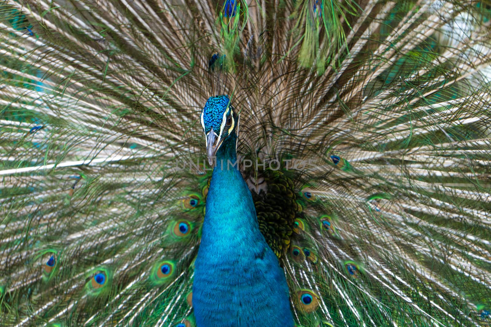 Beautiful well-groomed male peacock, spreading its tail, luxurious tail, flirts with a female by Try_my_best