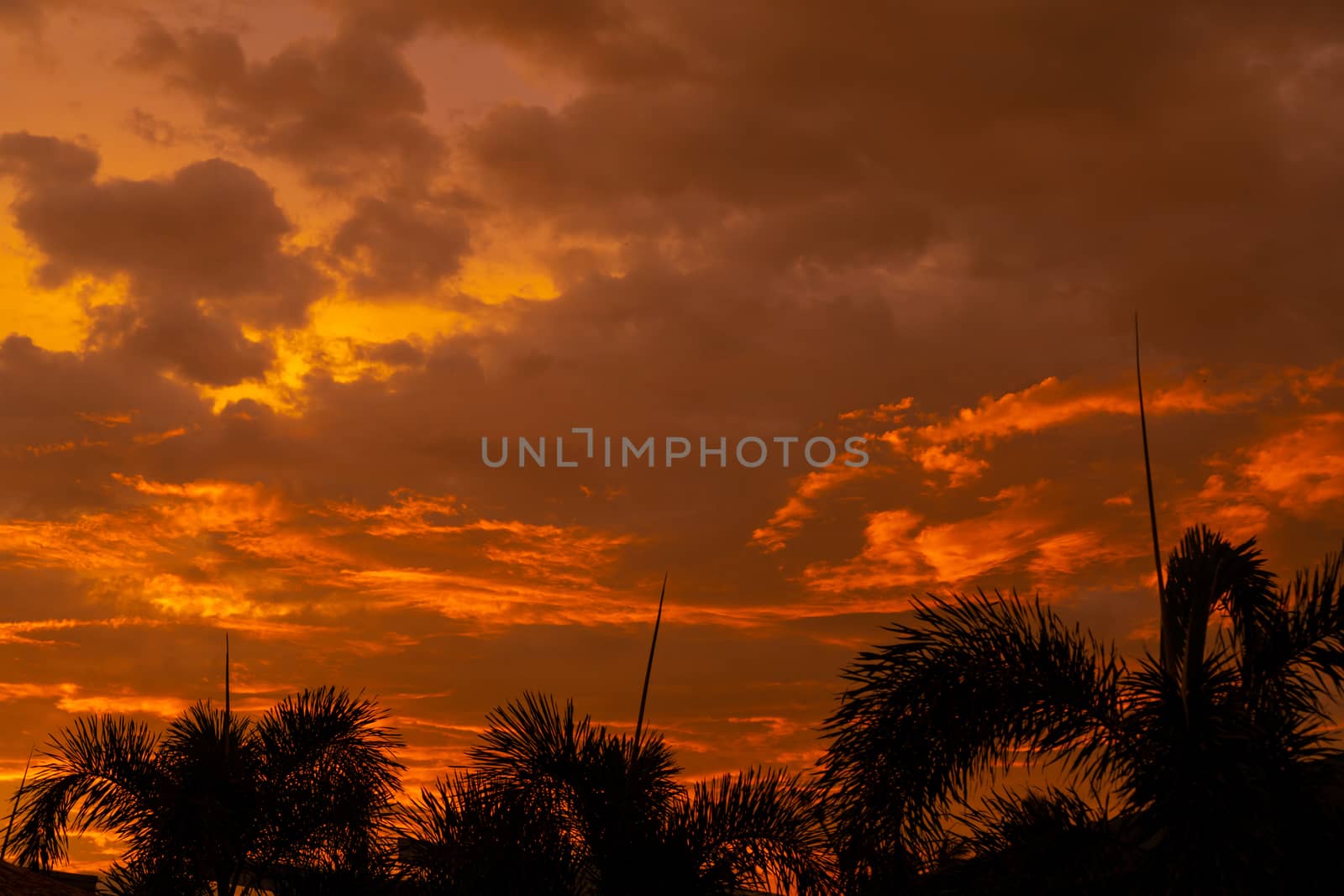 Silhouetted by a palm tree on the background of an unusual fiery red tropical sunset