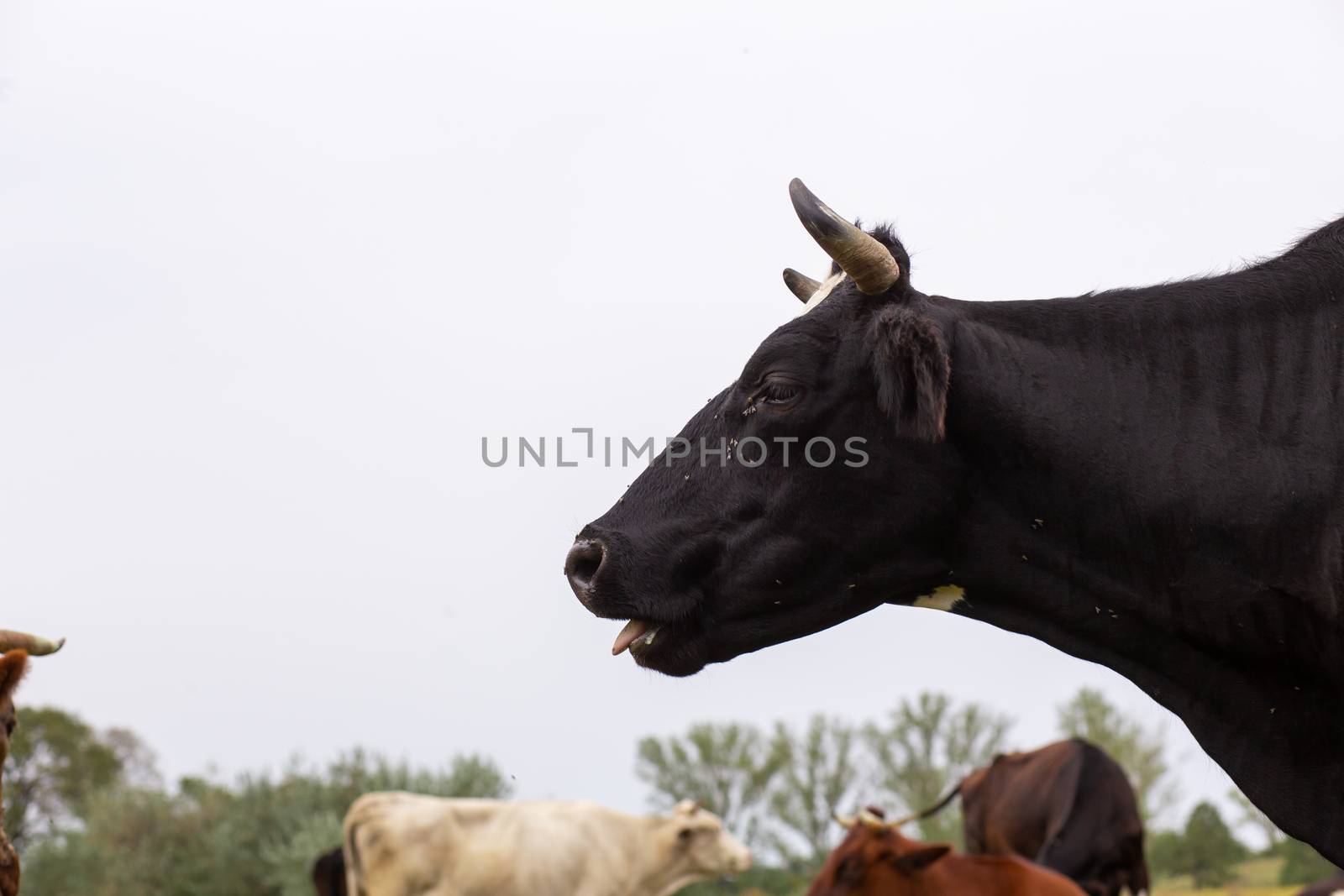 Rural cows graze on a green meadow. Rural life. Animals. agricultural country by Try_my_best