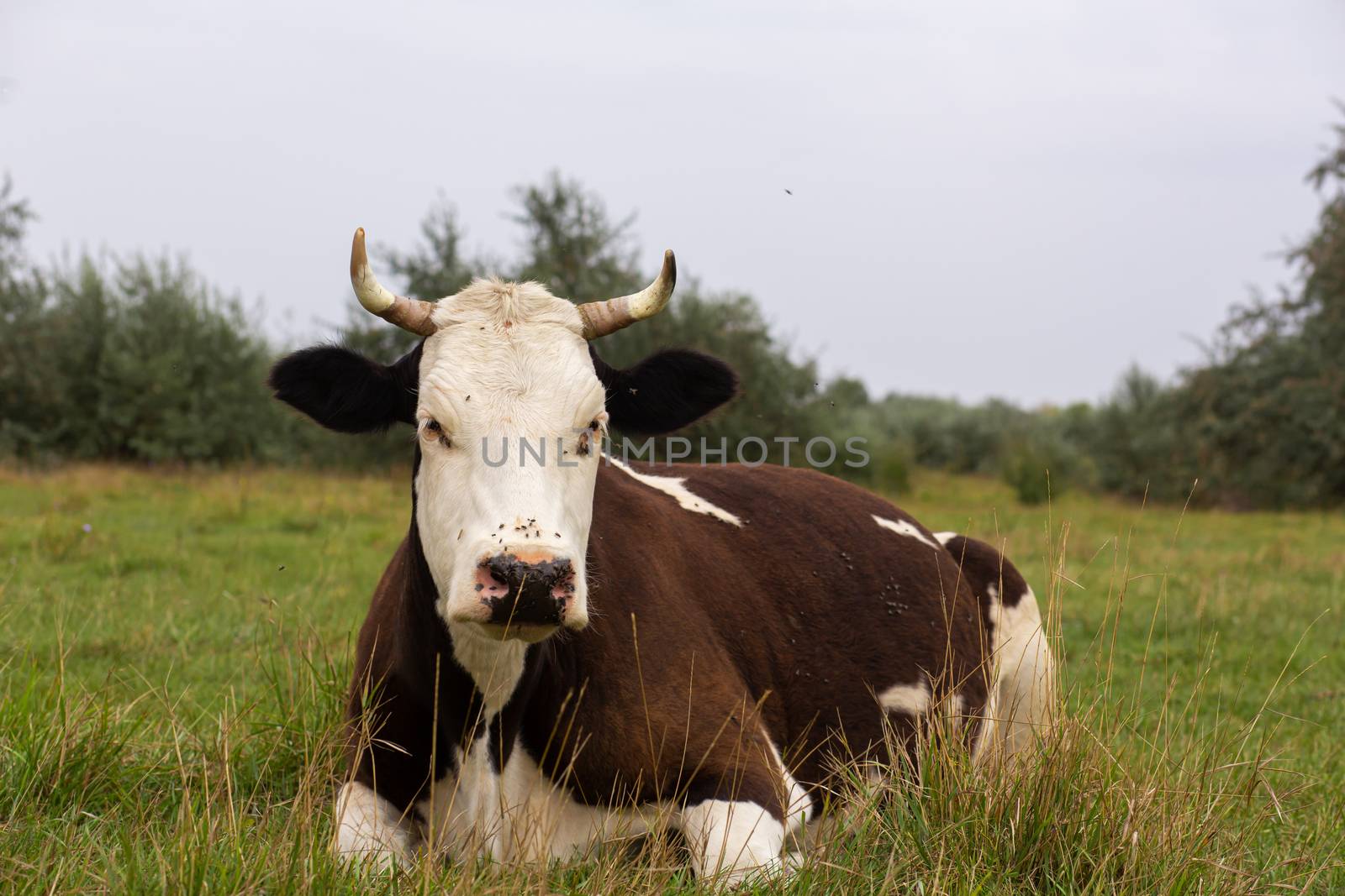 Rural cows graze on a green meadow. Rural life. Animals. agricultural country.