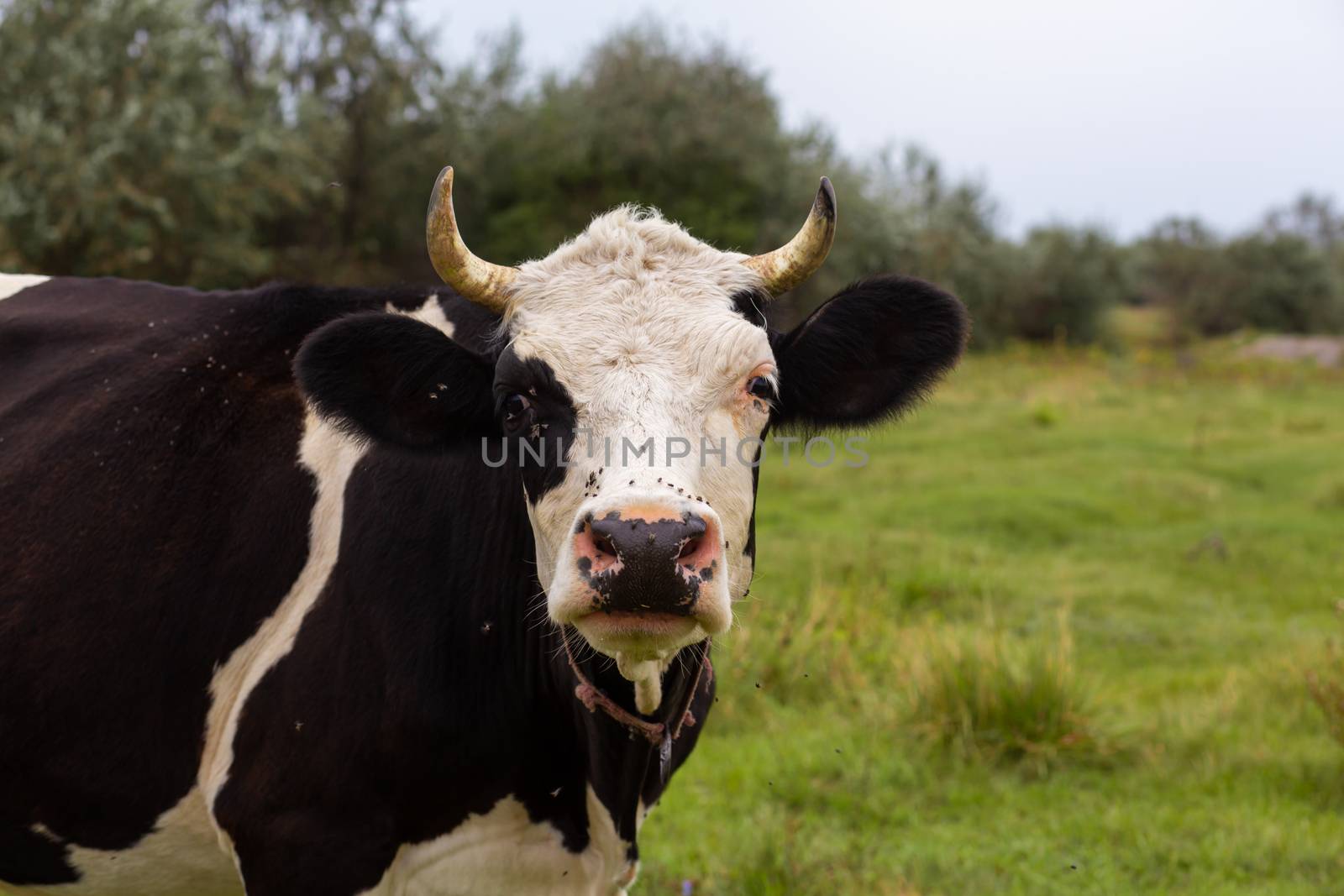 Rural cows graze on a green meadow. Rural life. Animals. agricultural country by Try_my_best