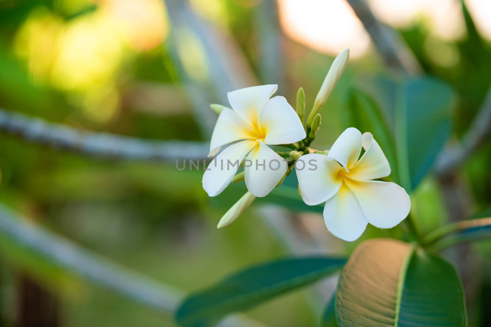 Blooming white frangipani flower in a tropical garden.