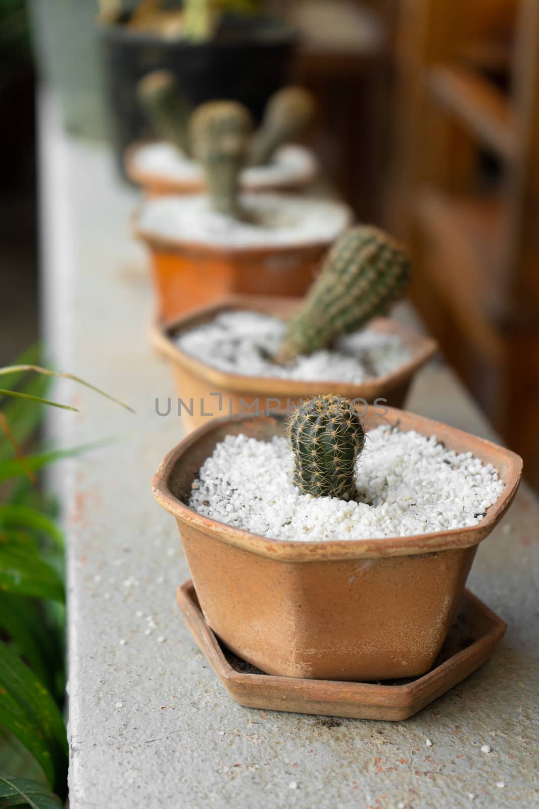 Small decorative pots with flowers cacti. View from above. Decor with fresh flowers. Home Flowers by Try_my_best
