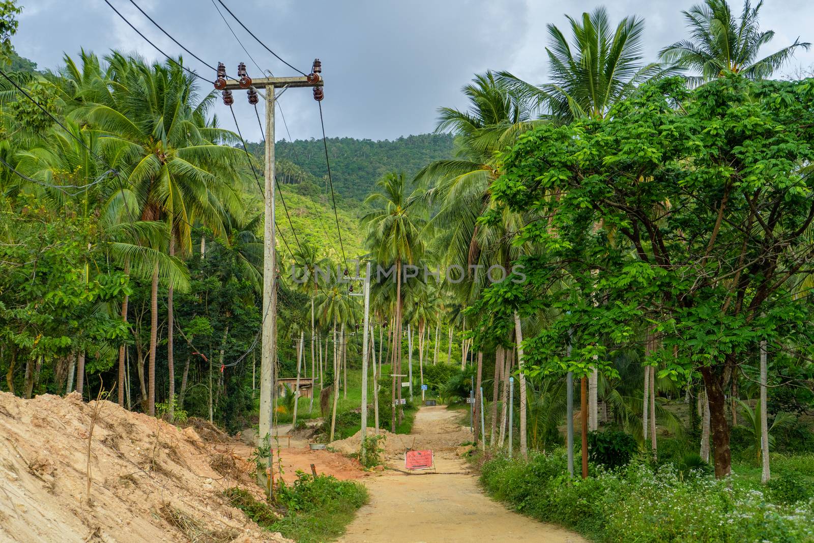 Power line in the jungle. Civilization comes to the wild tropical jungle.