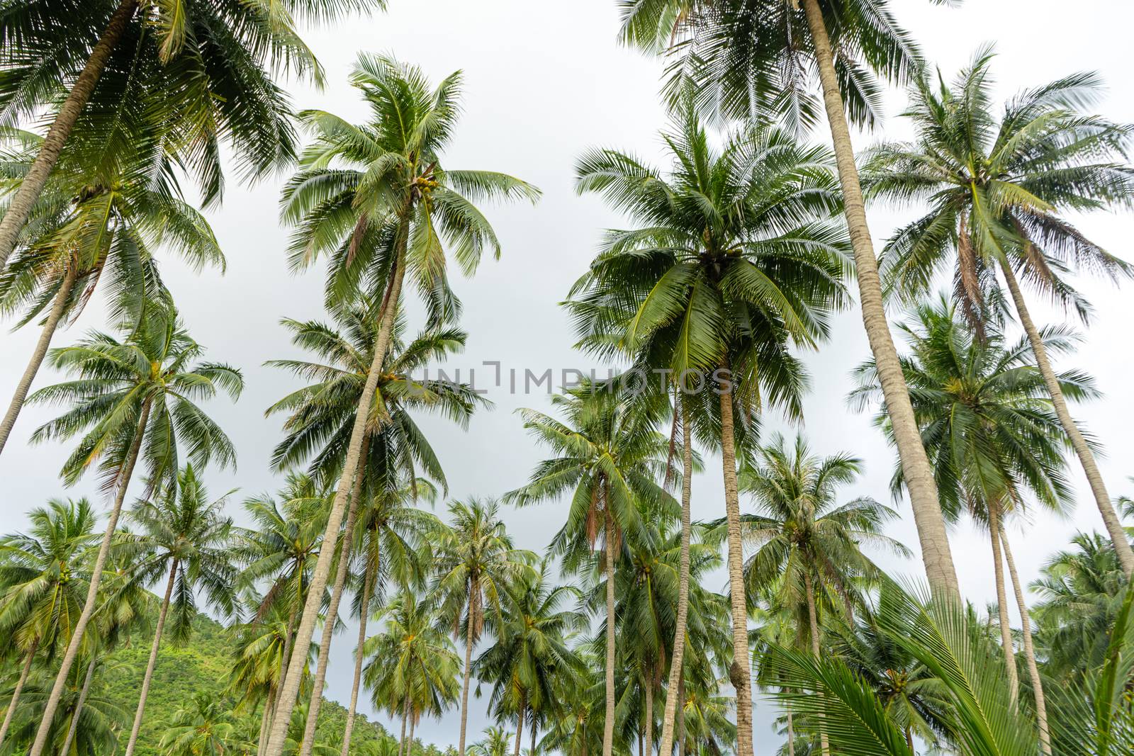 palm grove. Palm trees in the tropical jungle. Symbol of the tropics and warmth by Try_my_best