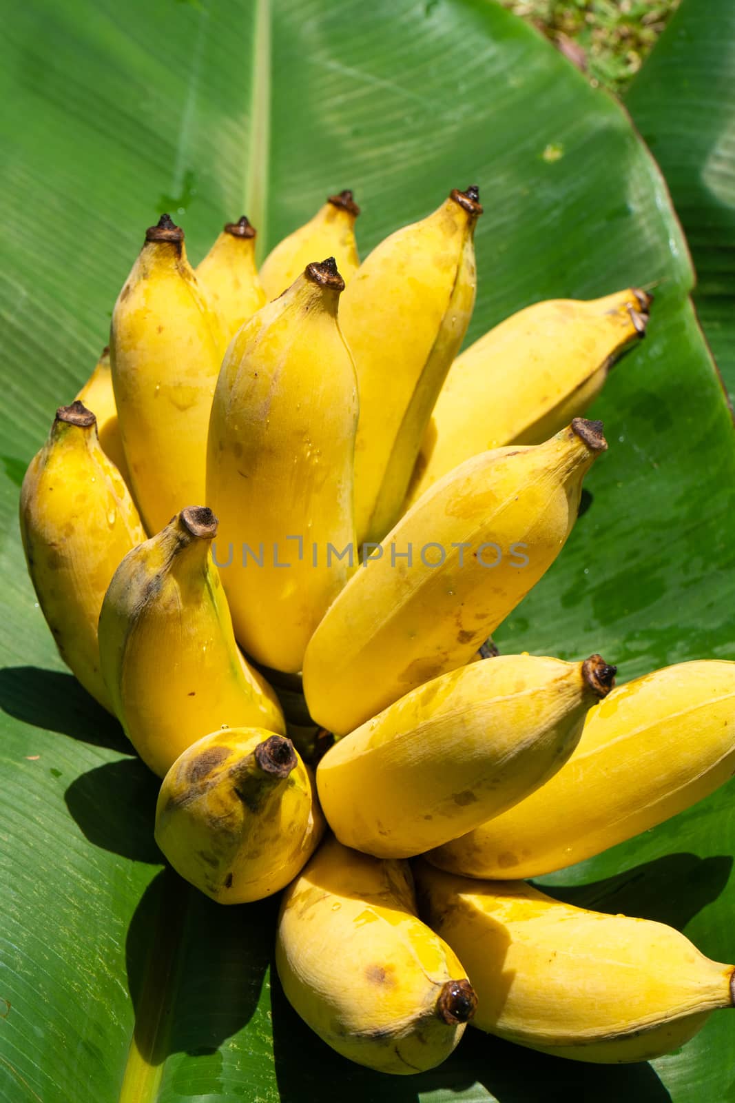 A branch of juicy yellow bananas on a green banana leaf. Ripe juicy fruits