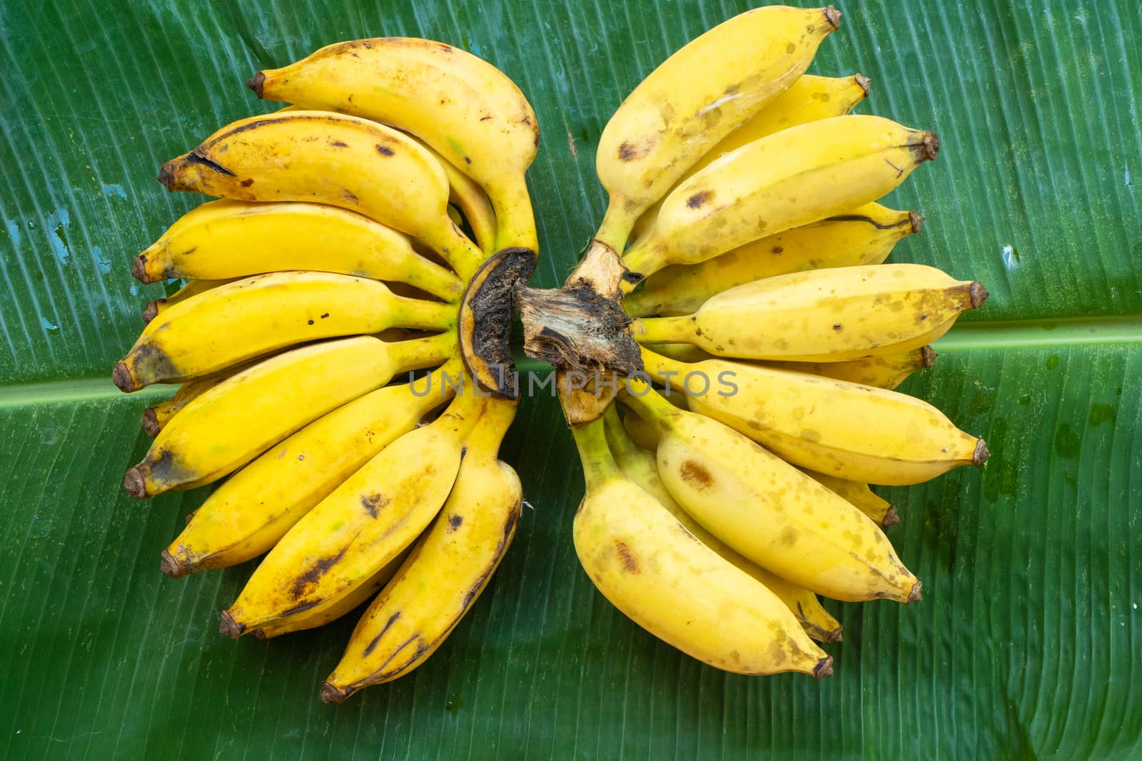 A branch of juicy yellow bananas on a green banana leaf. Ripe juicy fruits