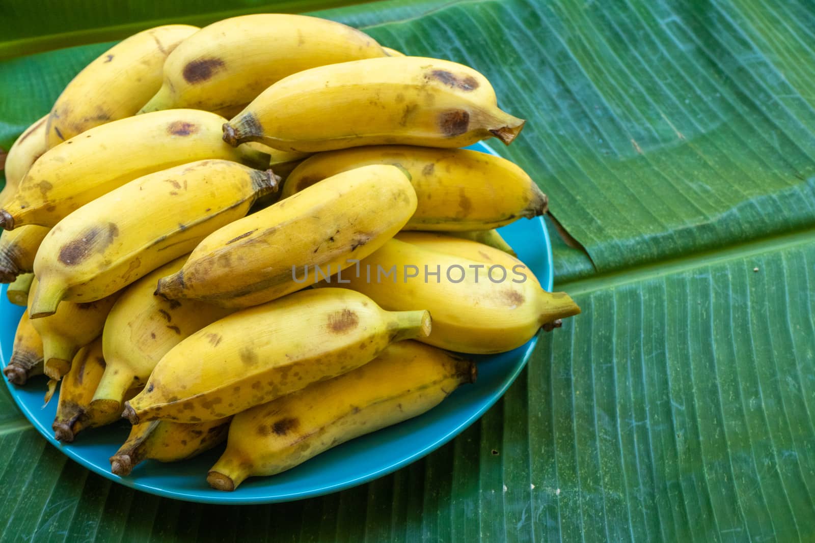 plate with ripe yellow bananas on a large yellow banana leaf.