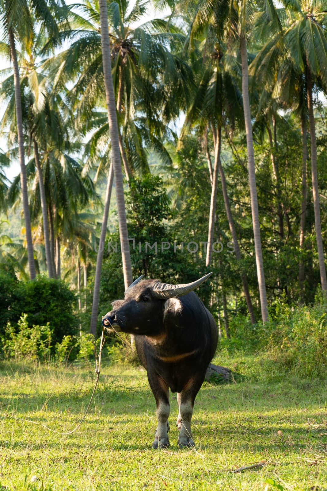 A buffalo with large horns grazes on the lawn in a green tropical jungle