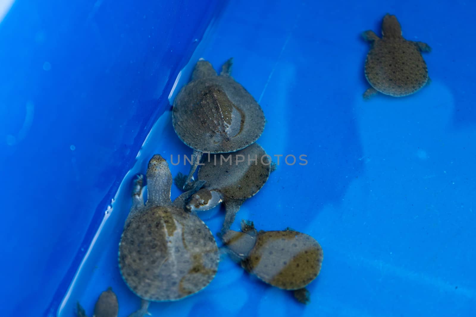 Turtles in a blue basin. Turtles will be released. Rescued turtles by Try_my_best