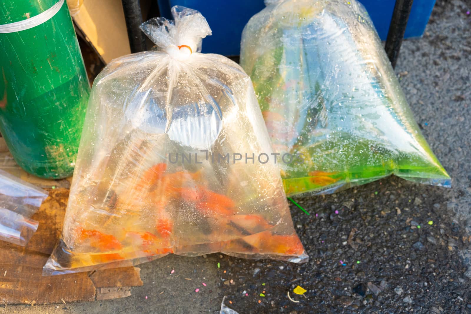 A street seller of decorative aquarium fish sells live fish in plastic bags by Try_my_best