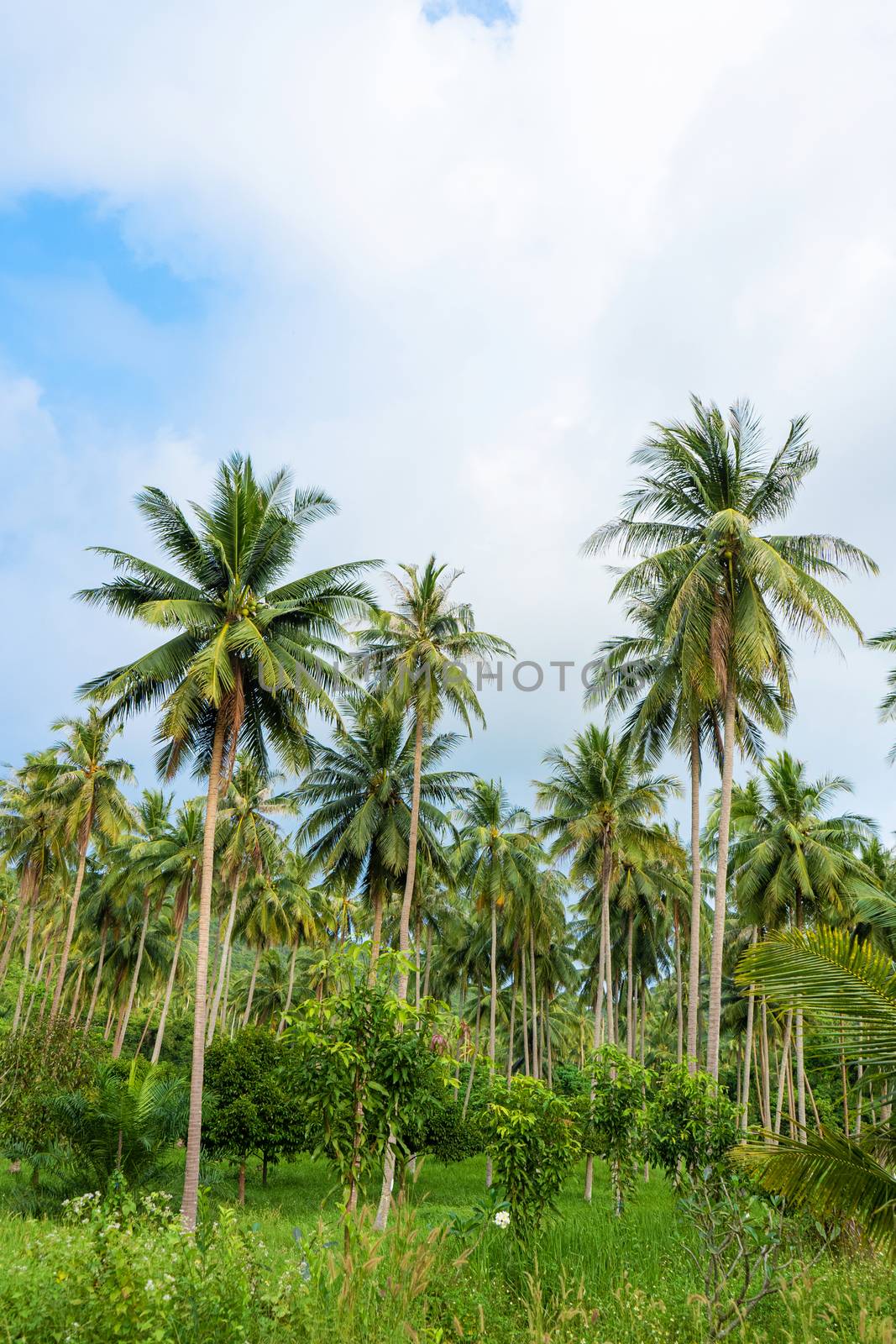 palm grove. Palm trees in the tropical jungle. Symbol of the tropics and warmth.