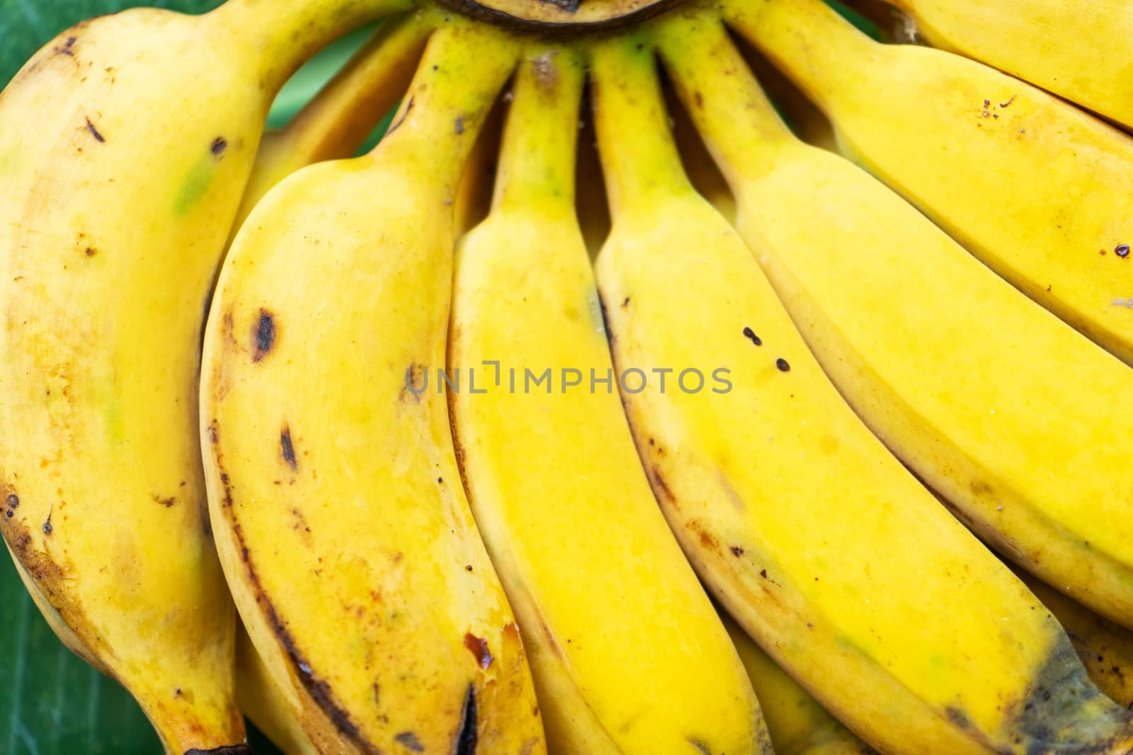 A branch of juicy yellow bananas close up