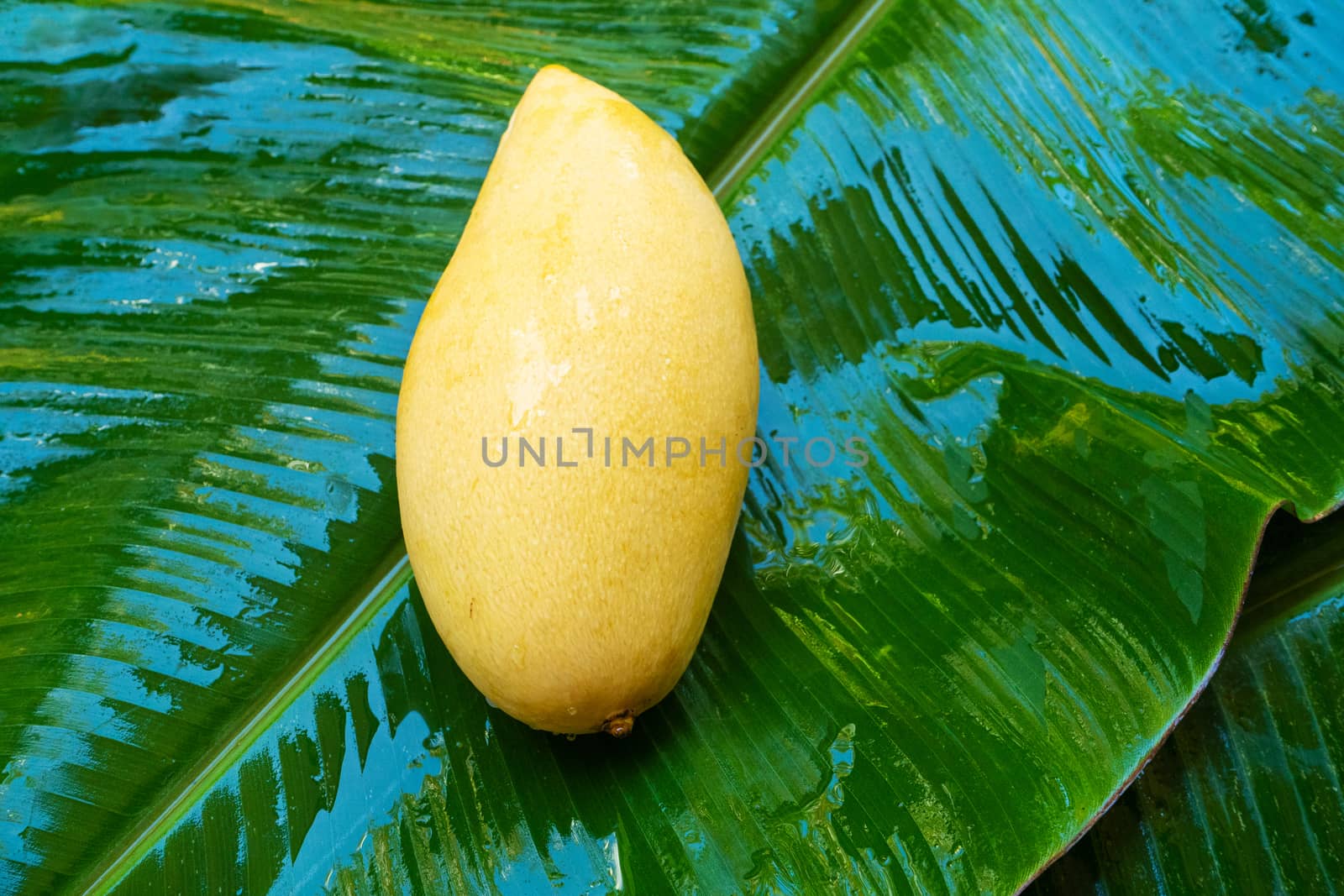 Ripe yellow mango fruit on a wet banana leaf. Natural food.