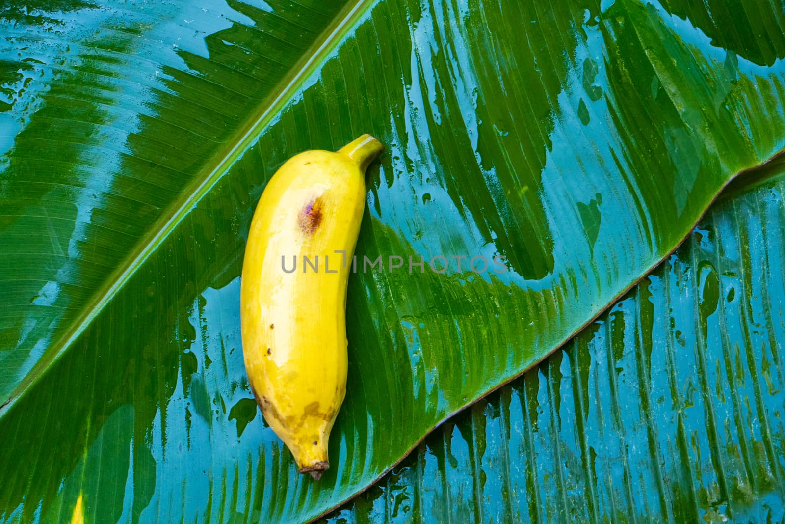 Ripe yellow banana on a wet banana leaf